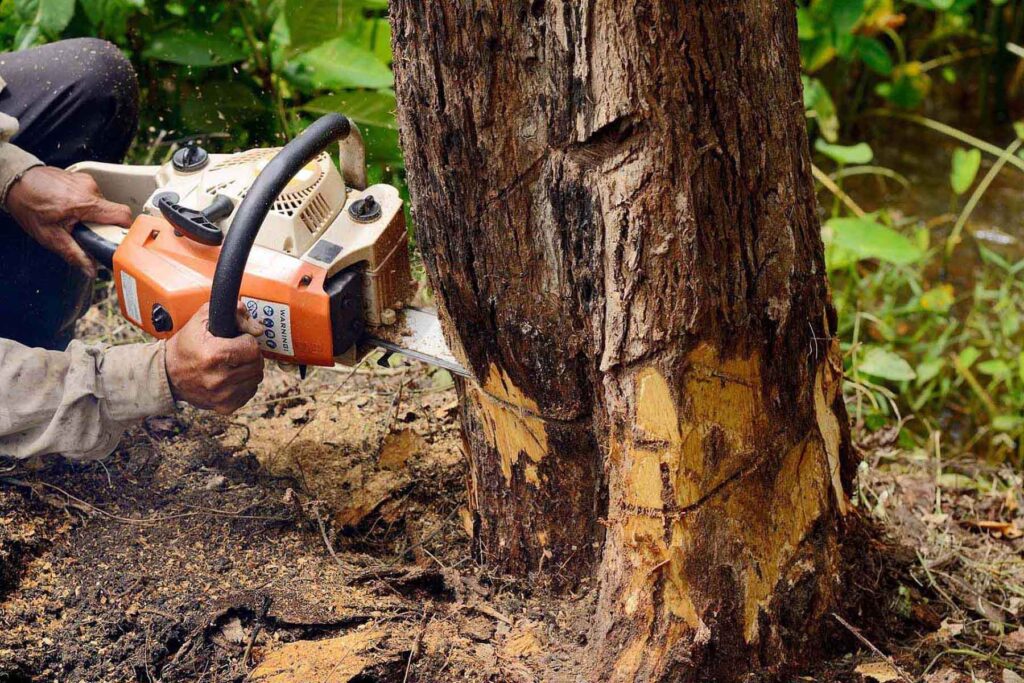 You can trust a company like Central Virginia Tree Service Experts that provides exceptional tree solutions for yard-shaping requirements.