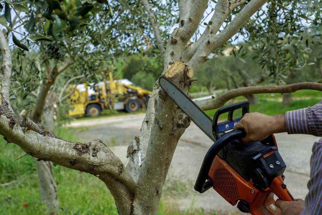 Tree Trimming Service | FAQs | Central Virginia Tree Service