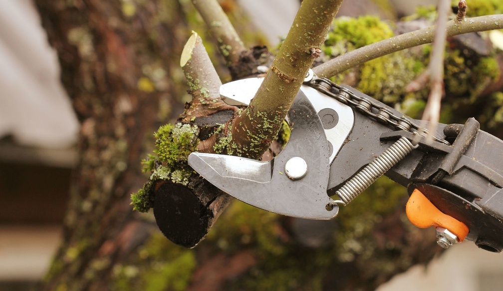 SEO title preview: Tree Care Service | Tree Trimming and Removal | Central Virginia Tree Service